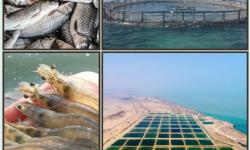 روسیه، چین، سریلانکا و کشورهای حوزه خلیج فارس مشتری محصولات شیلاتی جزیره